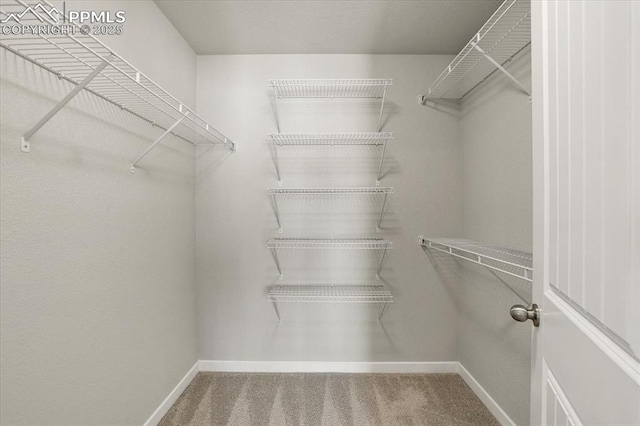 walk in closet with carpet