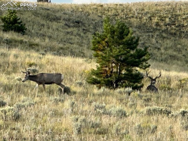 view of local wilderness