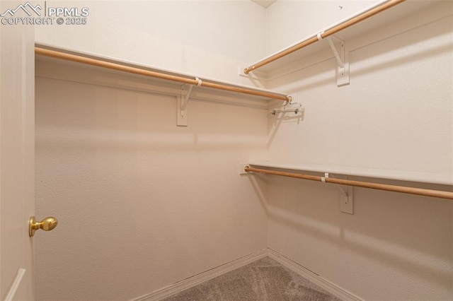 walk in closet with carpet flooring