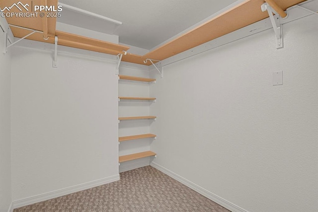 walk in closet featuring carpet floors