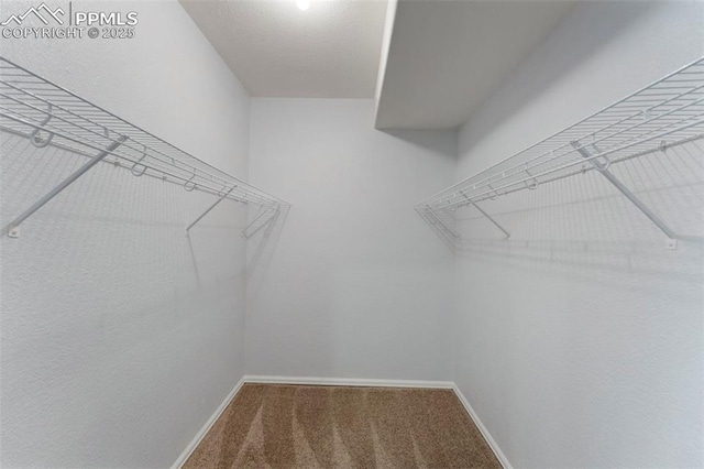 walk in closet with carpet floors