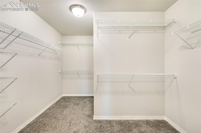 walk in closet with carpet flooring