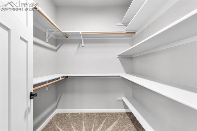 spacious closet featuring carpet floors