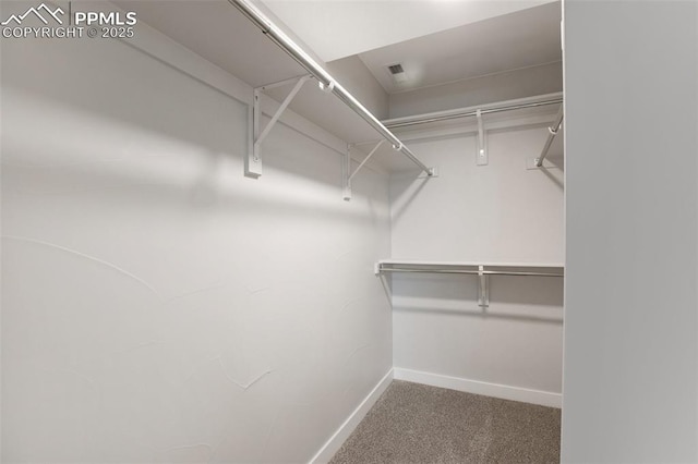 walk in closet with carpet flooring