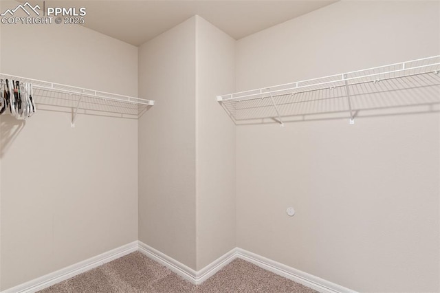 spacious closet featuring carpet