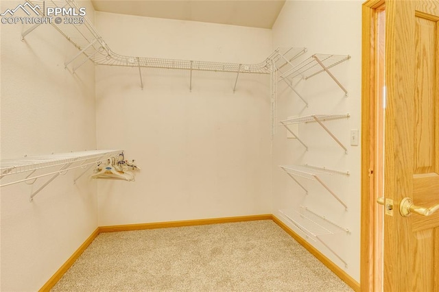 spacious closet with carpet flooring