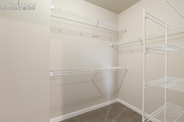 walk in closet featuring carpet floors