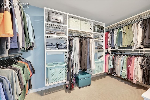 walk in closet featuring carpet flooring