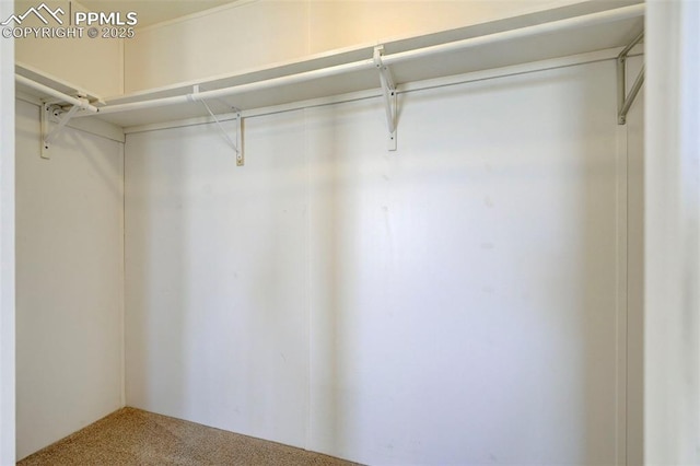 spacious closet with carpet floors