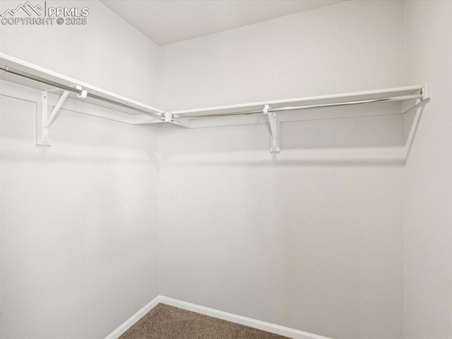 spacious closet featuring carpet floors