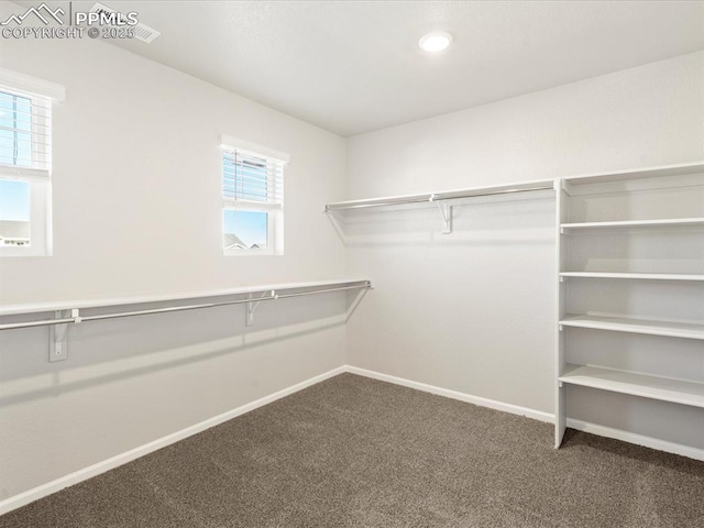 walk in closet featuring carpet