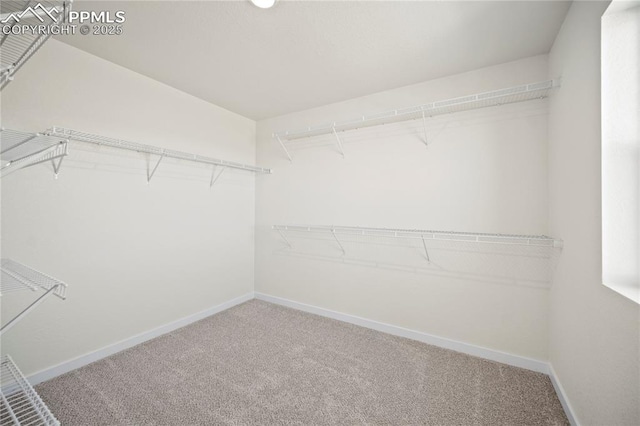 walk in closet featuring carpet flooring