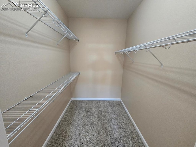 walk in closet with carpet flooring