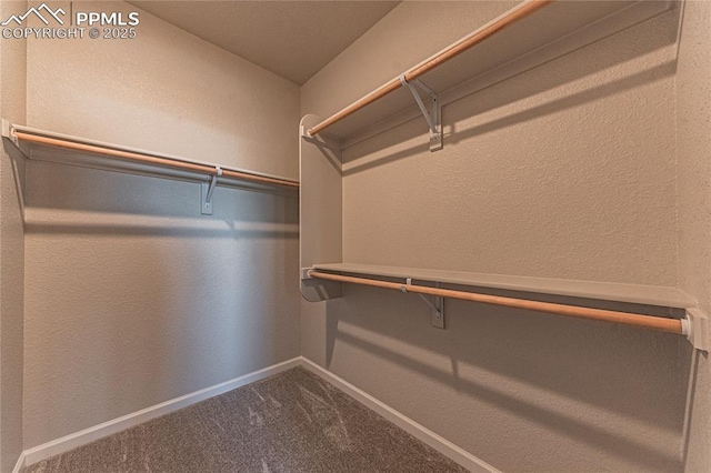 spacious closet featuring carpet flooring