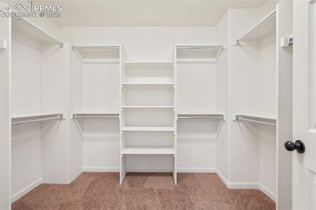 walk in closet featuring light colored carpet