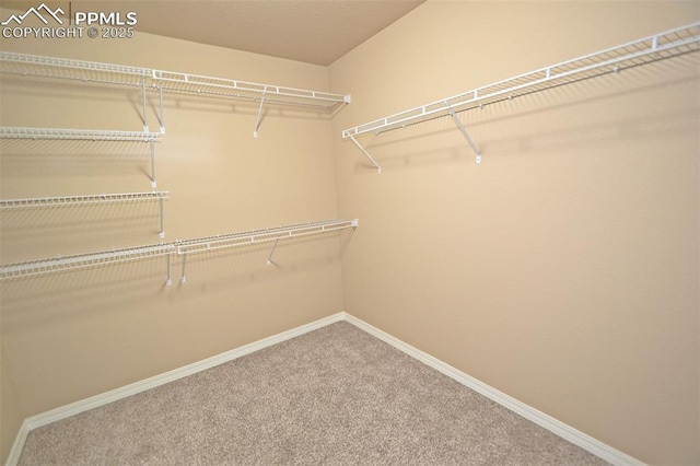 walk in closet with carpet floors