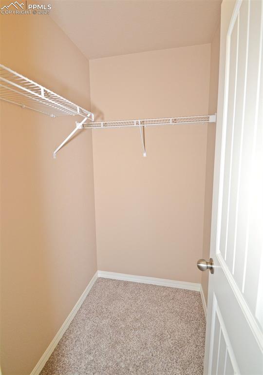 spacious closet featuring carpet