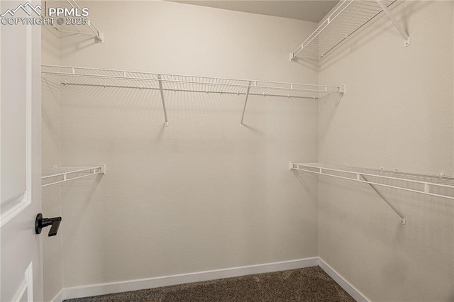 walk in closet with carpet flooring