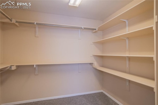 spacious closet featuring carpet