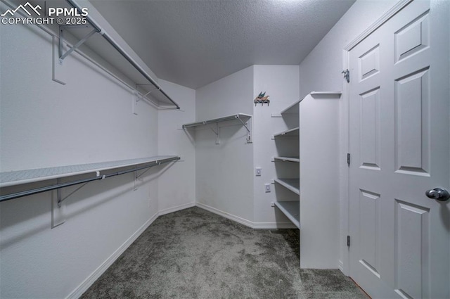 walk in closet featuring carpet