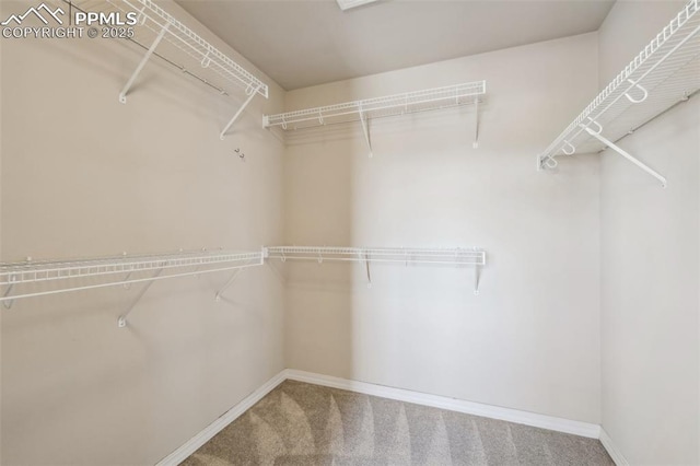 spacious closet featuring carpet floors