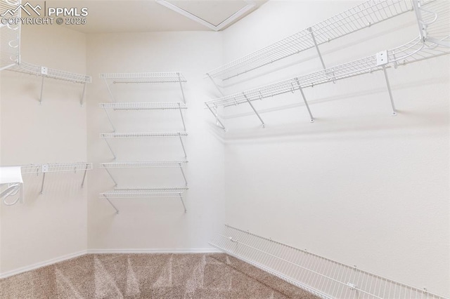 spacious closet featuring carpet floors