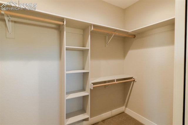 walk in closet featuring carpet flooring