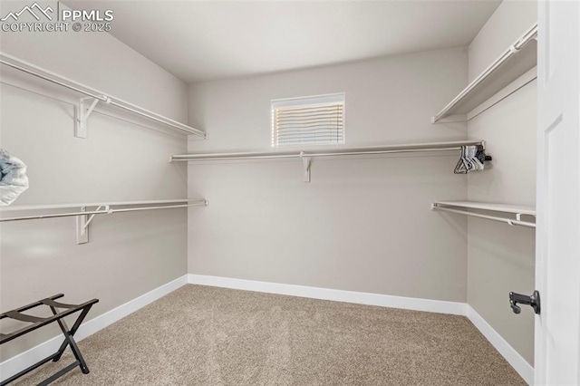 spacious closet featuring carpet floors