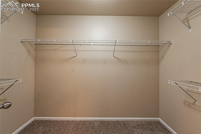 walk in closet with carpet flooring