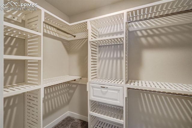 walk in closet featuring carpet flooring