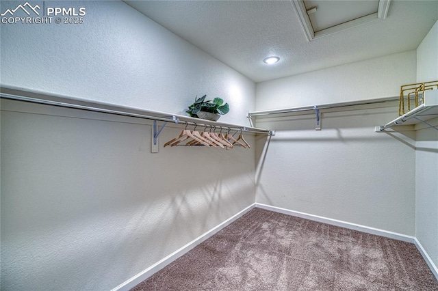 spacious closet featuring carpet