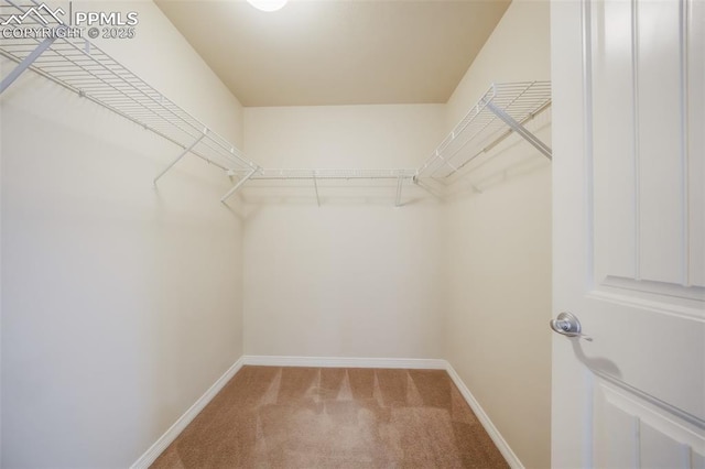 spacious closet featuring carpet