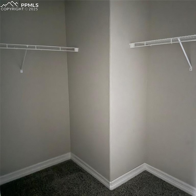 spacious closet featuring carpet