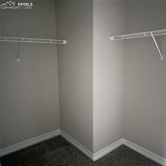 walk in closet with carpet flooring