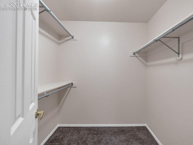 spacious closet featuring carpet floors