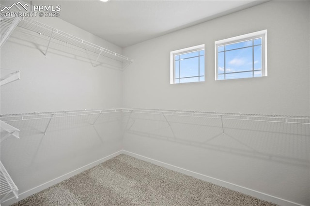 walk in closet with carpet flooring