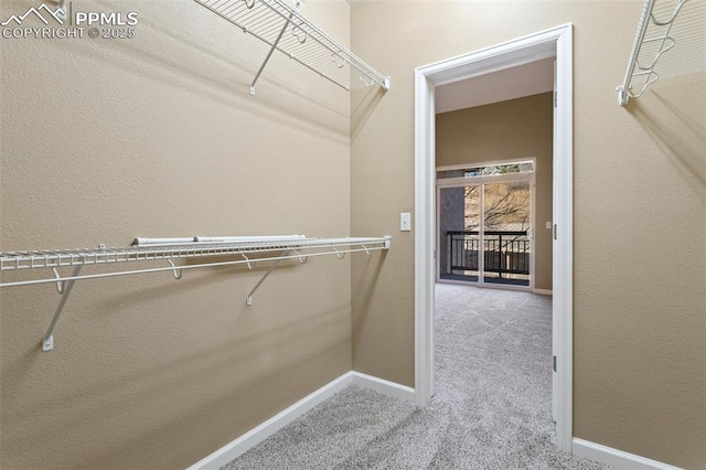 walk in closet featuring carpet flooring