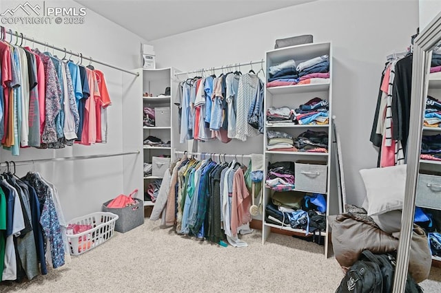 walk in closet with carpet floors