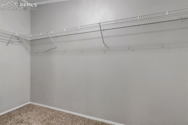 walk in closet with carpet