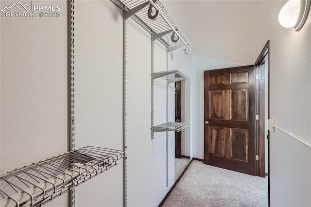 walk in closet featuring carpet floors