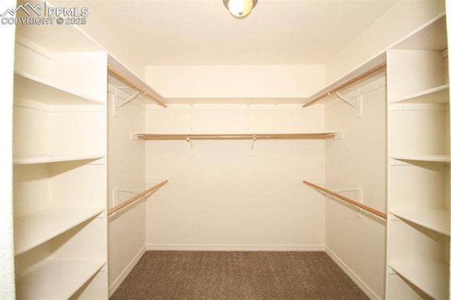 spacious closet featuring carpet flooring