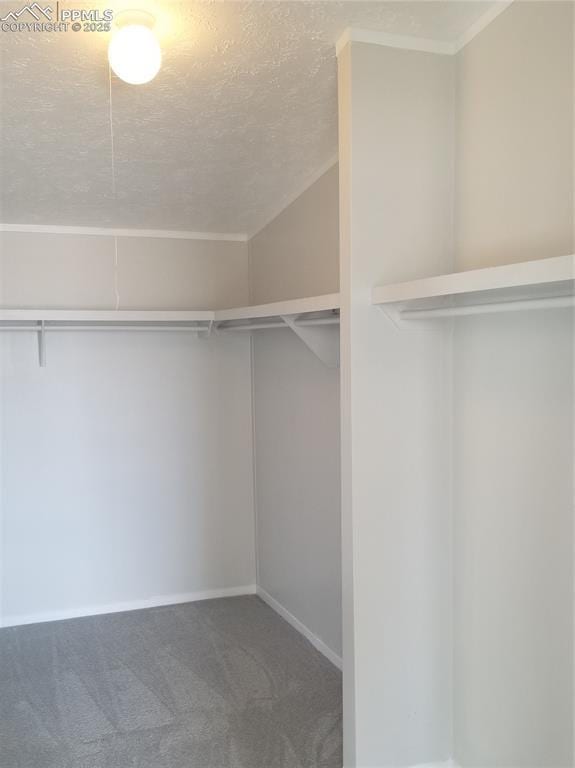 spacious closet featuring carpet floors