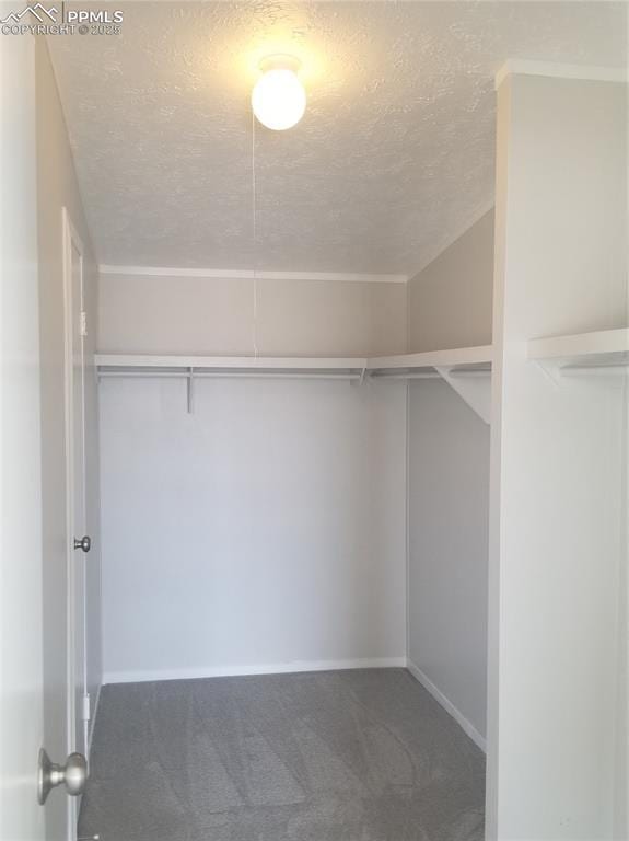 walk in closet featuring carpet flooring