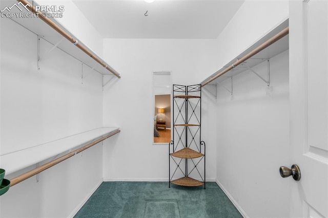 walk in closet featuring carpet