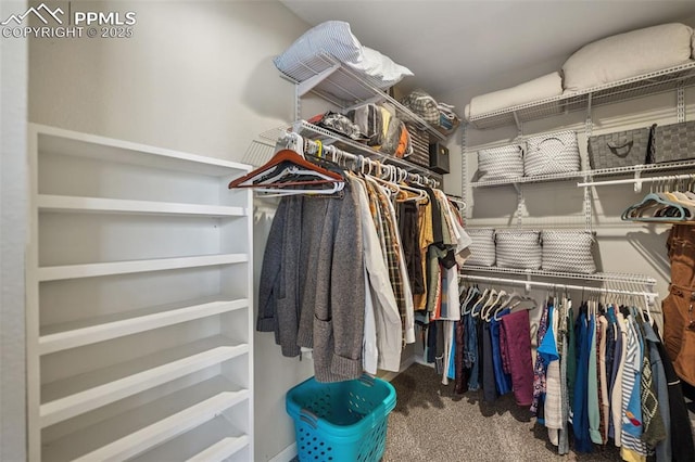 spacious closet featuring carpet flooring