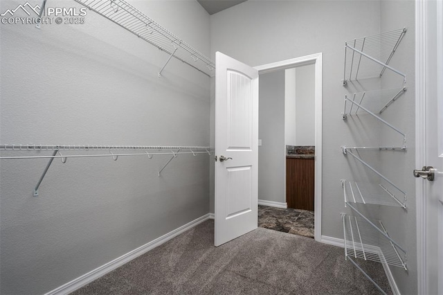 walk in closet with carpet floors