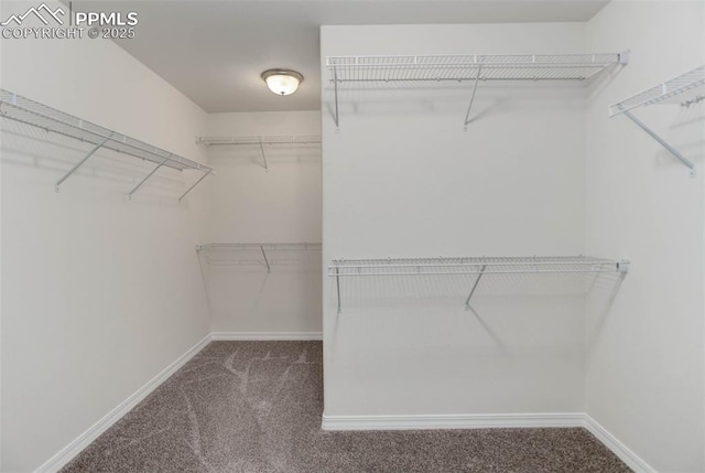 walk in closet with carpet flooring