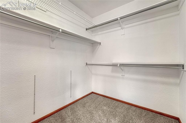 walk in closet with carpet