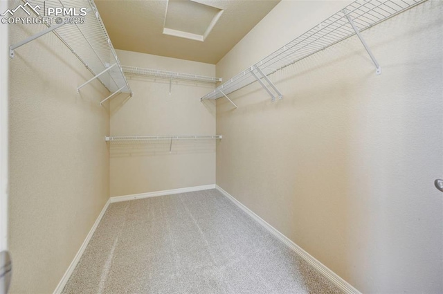 walk in closet with attic access and carpet floors