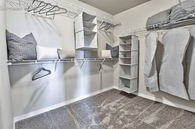 walk in closet with carpet floors